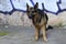 German shepherd dog is nearly lattice