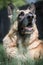 German Shepherd Dog outdoor portrait sitting in grass.  Attentive Senior dog