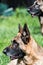 German Shepherd Dog outdoor portrait sitting in grass with blurred dog in background.  Attentive Senior dog