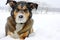 German Shepherd Dog Outside Covered in Snow