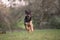 German shepherd dog play and bring back branch