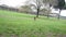 German shepherd dog playing happy at the park