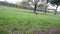 German shepherd dog playing happy at the park