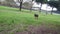 German shepherd dog playing happy at the park