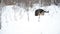 German Shepherd dog playing In A Snow.