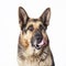 A German Shepherd dog portrait