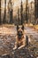 German Shepherd Dog Portrait in Autumnal Park. Bokeh Blurred Background