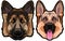 German shepherd dog portrait colored vector illustration