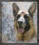 German Shepherd Dog Portrait on grungy metal background.  Blend Art