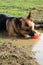 German Shepherd dog in a puddle