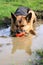 German Shepherd dog in a puddle
