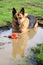 German Shepherd dog in a puddle
