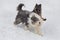 German shepherd dog puppy and bobtail sheepdog is playing on a white snow in the winter park. Pet animals