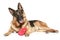 German shepherd dog with red Valentine heart