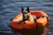 German Shepherd dog in rubber boat in ocean. Generative AI