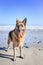 German Shepherd dog running on the beach with Table Mountain in the background, Cape Tow