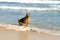 German Shepherd dog running and having fun at the beach, Cape Town