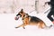 German Shepherd Dog Running Near Owner During Winter Training. Training Of Purebred Adult Alsatian Wolf Dog. Dog Holding