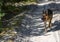 German shepherd dog runs on a dirt road in the park. Pets in nature