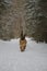 German Shepherd dog runs fast along trail in snowy winter forest. Portrait in motion. Beautiful dog on walk in park. One