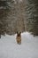 German Shepherd dog runs fast along trail in snowy winter forest. Portrait in motion. Beautiful dog on walk in park. One