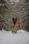 German Shepherd dog runs fast along trail in snowy winter forest. Portrait in motion. Beautiful dog on walk in park. One