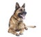 German Shepherd Dog, Shepherd Dog, Dog, Animal,Shepherd Dog on White Background