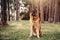 German Shepherd dog sits in the woods with pine trees in the background, being watchful and fearless