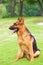 A German shepherd dog is sitting on the grassland