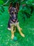 German shepherd dog sitting in green grass