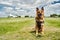 German Shepherd dog sitting on green grass at aerodrome