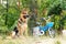 German shepherd dog sitting and guarding a little children blue bicycle outdoors