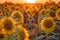 German Shepherd dog sitting in sunflower field