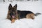 German Shepherd Dog on the snow