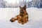 German shepherd dog in the snow, Cortina D`Ampezzo, Italy