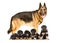 German Shepherd dog standing with puppies