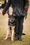German Shepherd Dog Stands Near Owner During Training