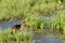 German shepherd dog stands among the reeds near lake and looks into the distance.