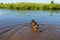 German shepherd dog stands in the water