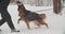 German Shepherd Dog Training. Biting Alsatian Wolf Dog. Winter Season. Training Of Purebred Adult Alsatian Wolf Dog