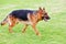 A German shepherd dog is walking on the grassland