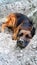 German Shepherd Dog want to sleep in his sand hollow