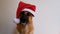 German shepherd dog wears red Santa hat.