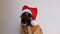 German shepherd dog wears red Santa hat.