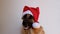 German shepherd dog wears red Santa hat.