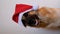 German shepherd dog wears red Santa hat.