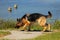 A German shepherd dog who sniffs the soil in search of the good smell in nature near a lake