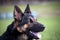 German Shepherd Dogs Portrait close up