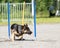 German Shepherd doing an agility course