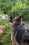 German shepherd is drinking water ffrom plastic bottle.